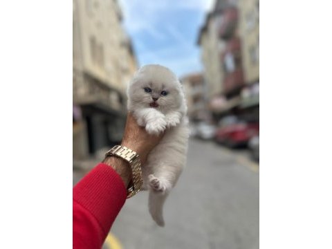 Scottish fold bebeğimiz