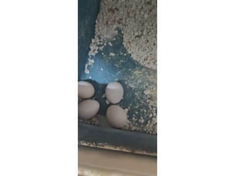 Yumurtalı takım muhabbet kuşu sahiplendirilecektir
