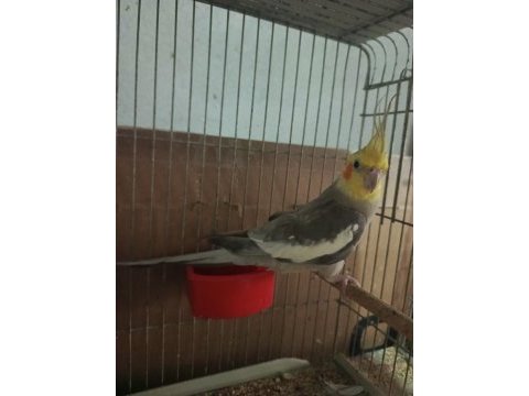 Eşe hazır 1 yaşında evcil erkek sultan papağanı
