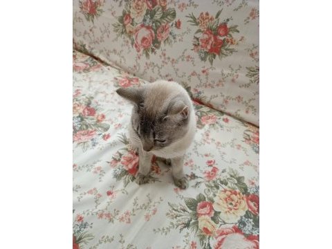British shorthair ücretsiz sahiplendirme