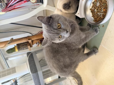 Ücretsiz british shorthair kedimiz
