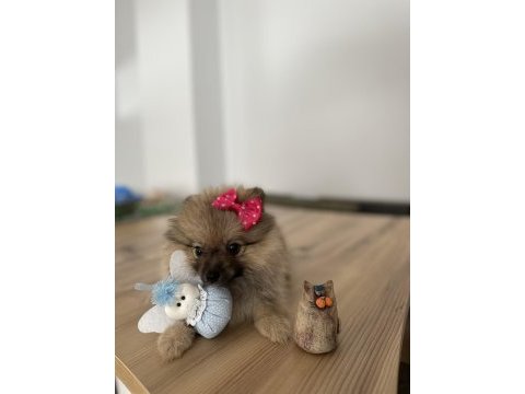 Sevimli surat pomeranian boo