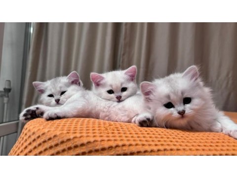 Safkan british shorthair izmir içine