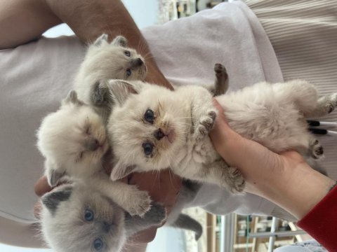Scottish fold blue point ve scottish straight