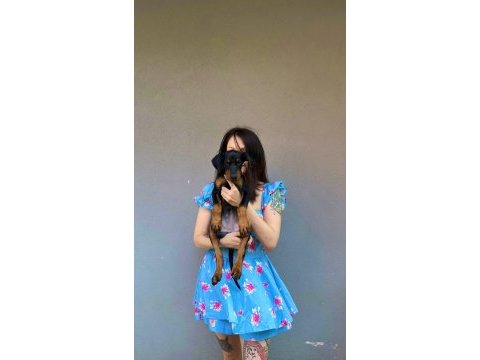 İri doberman yavrularım