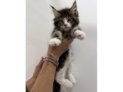 Küçük bir dev dişi maine coon