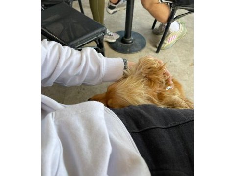 İngiliz cocker köpeği