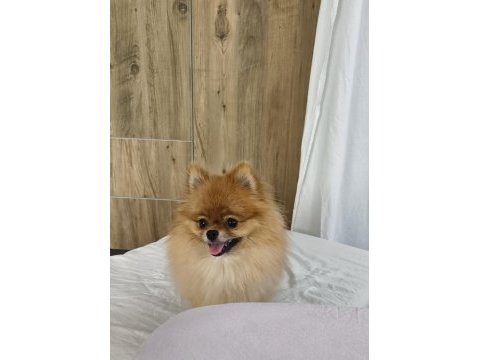 Pomeranian micro dişi