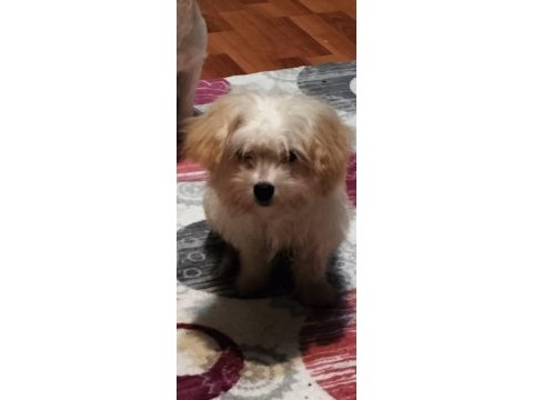 Yeni yavru köpeklerimiz sahiplerini bekliyorlar