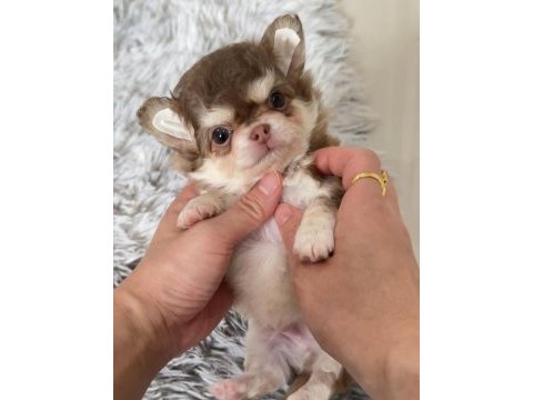 Xs dişi erkek safkan chihuahua yavrularımız