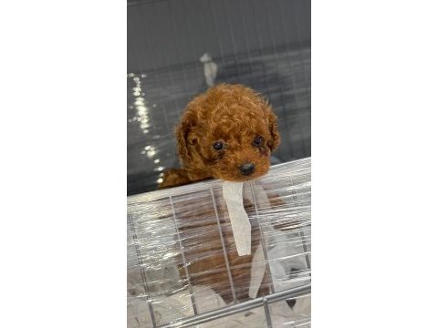 Micro kore teacup poodle