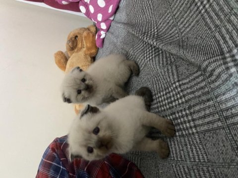 British longhair 5 adet yavrum