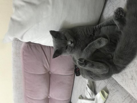 British shorthair
