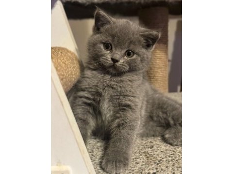 British shorthair kedisi
