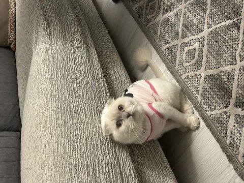 1 yaş scottish fold dişi