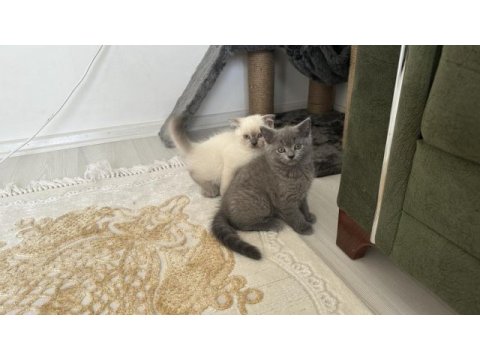 Yakışıklı paşalarım scottish fold