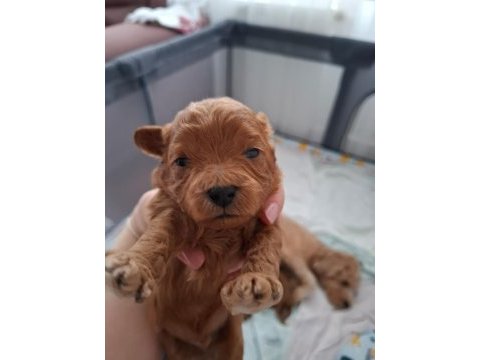 Evde büyüyen poodle kalitesinde maltipoo bebekler
