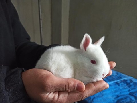 Yeni zelanda tavşan