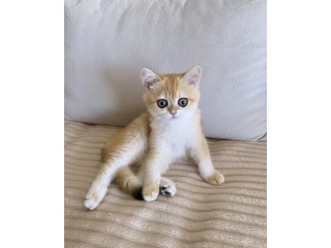 Safkan british shorthair golden dişi yavru