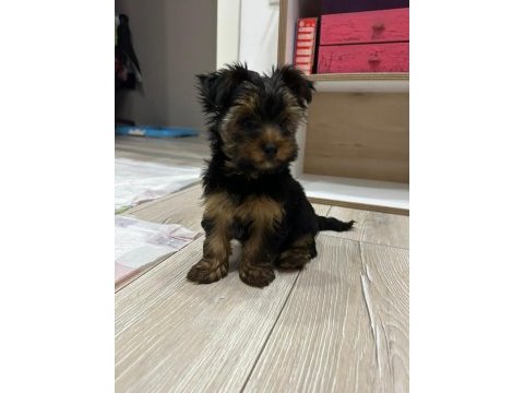 Terrier yorkshire