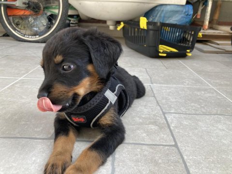Yavru erkek rottweiler