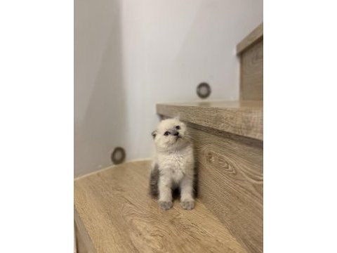 Scottısh fold longhaır yavrularım 