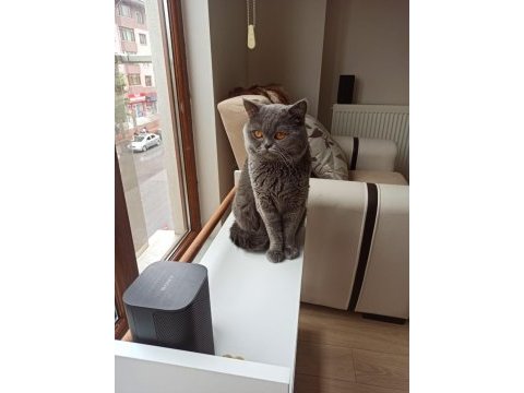 2 yaşında british shorthair erkek