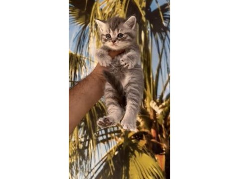 Ayı suratlı british tabby yavrularımız