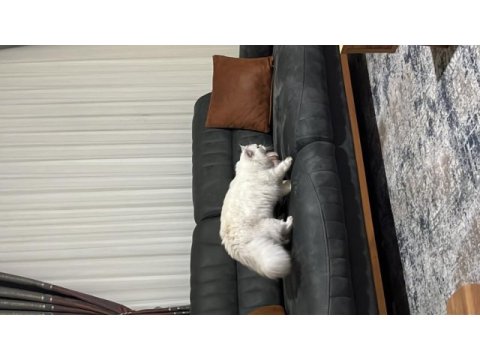 Dişi british longhair kedime eş arıyorum