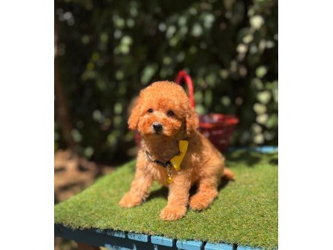 Orjinal toy poodle yavrumuz 