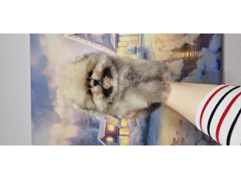 Pomeranian baby face köpeğimiz