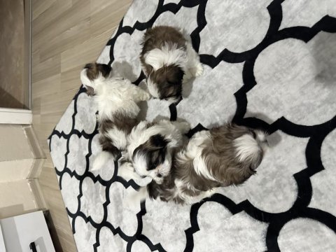 Shih tzu yavrularımızı sahiplendirmek istiyoruz