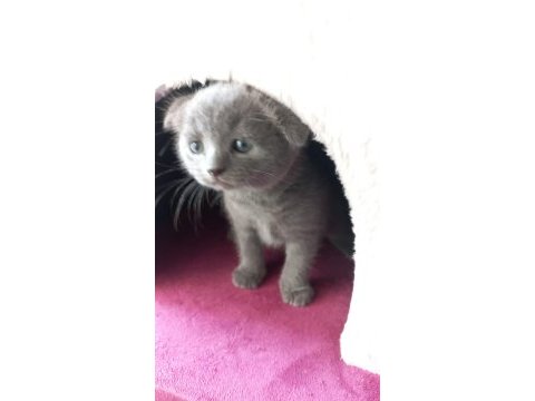 Scottish fold yavrumuzu sahiplendiriyoruz