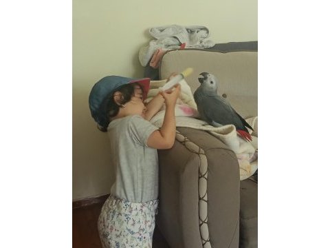 Jako papağanı bebek yeme düştü