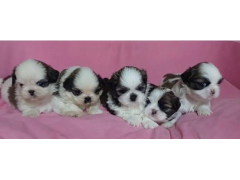 Sağlıklı mükemmel shih tzu yavrularımız