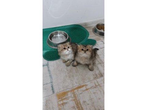 Longhair yavrularımız yeni sahiplerini bekliyor