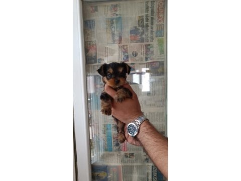 A kalite teacup kg garantili erkek yorkshire terrier yavru