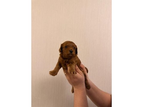 Toy poodle köpeğimiz tarçın