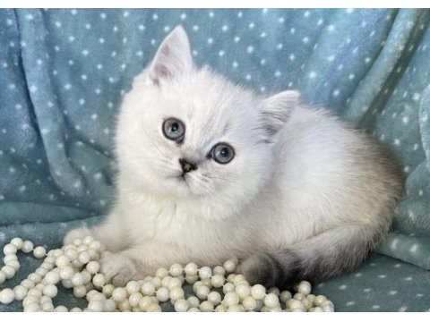 Dünya tatlısı british shorthair yavrularımız 