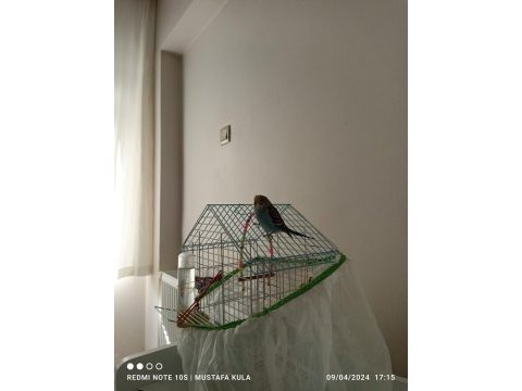 3 aylık dişi muhabbet kuşu