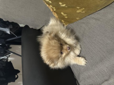 Pomeranian boo 3 aylık dişi