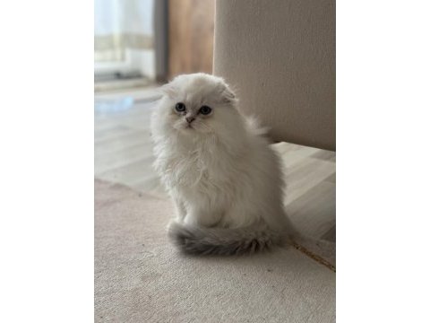 Dünyalar güzeli scottish fold bebekler