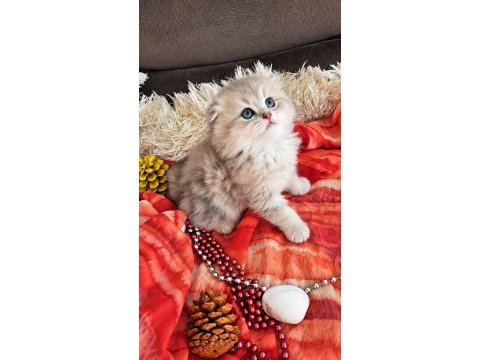 Golden scottish fold pofidik bebekler