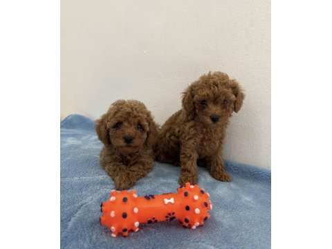Saf ırk zarafeti poodle