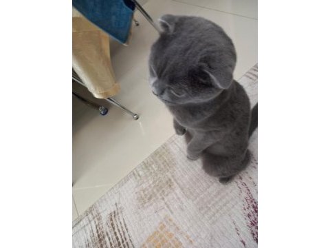 Scottish fold erkek 3 yaşında