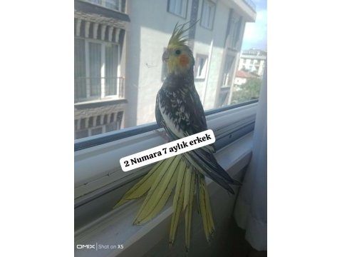 Sultan papağanı ev üretimi kuşlar