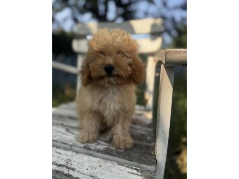 Kıvır kıvır f1 maltipoo