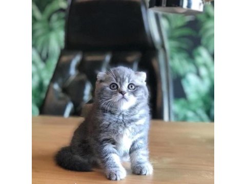Silver scottish fold yavrularımız 
