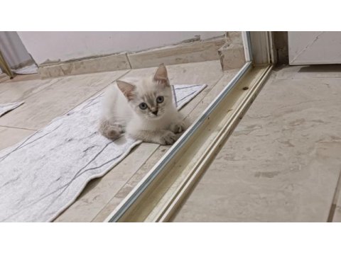 Dişi shorthair kedim 2 aylık
