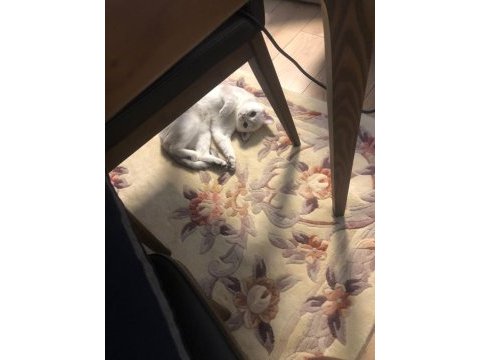 1 yaşında dişi british shorthair kızımız
